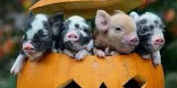 Get your Halloween on!